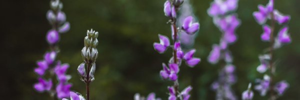 thxtipsy Profile Banner