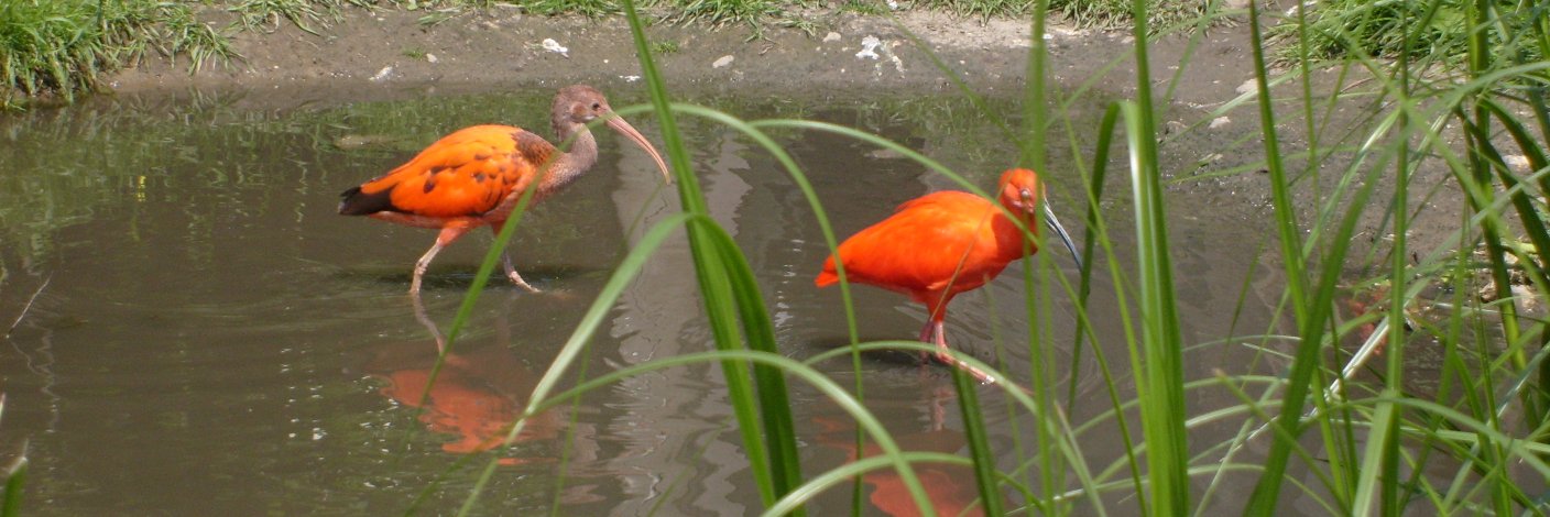 Jacqueline Rouwenhorst banner