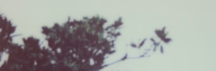 cagetheyeti's profile banner image