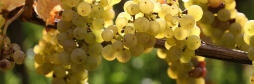 SomeQueerSomm's profile banner image
