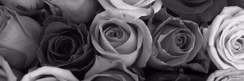wildjye's profile banner image