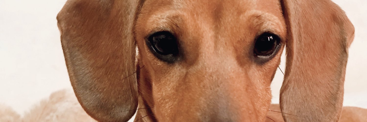 chinigarri's profile banner image