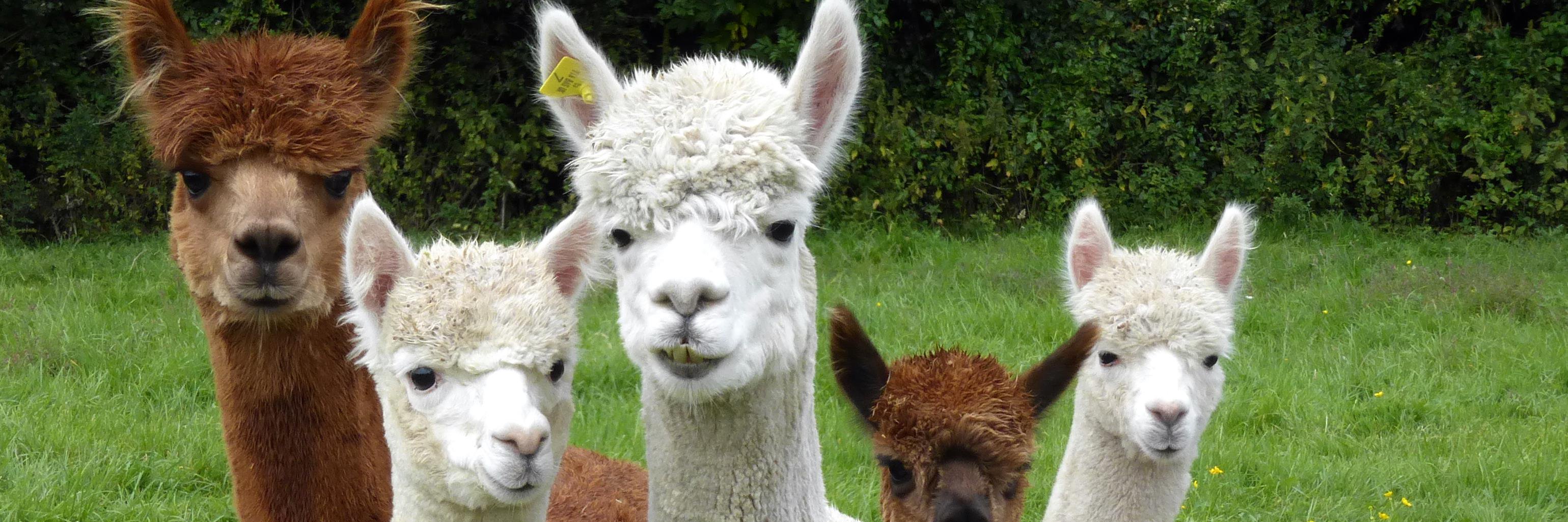 YewTreeAlpacas's profile banner image