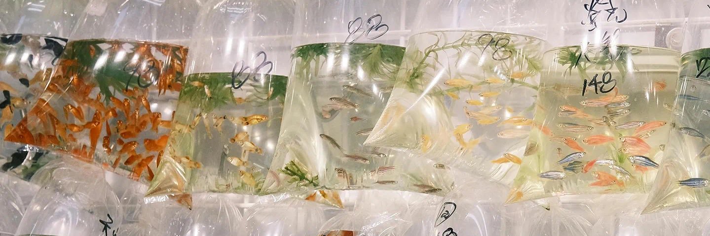 偷猪肉卷 banner