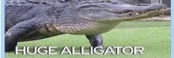 Lord ⦻ Capybara's banner