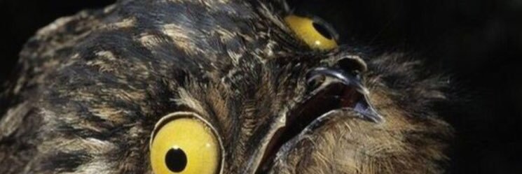 AllegraMFrazier's profile banner image