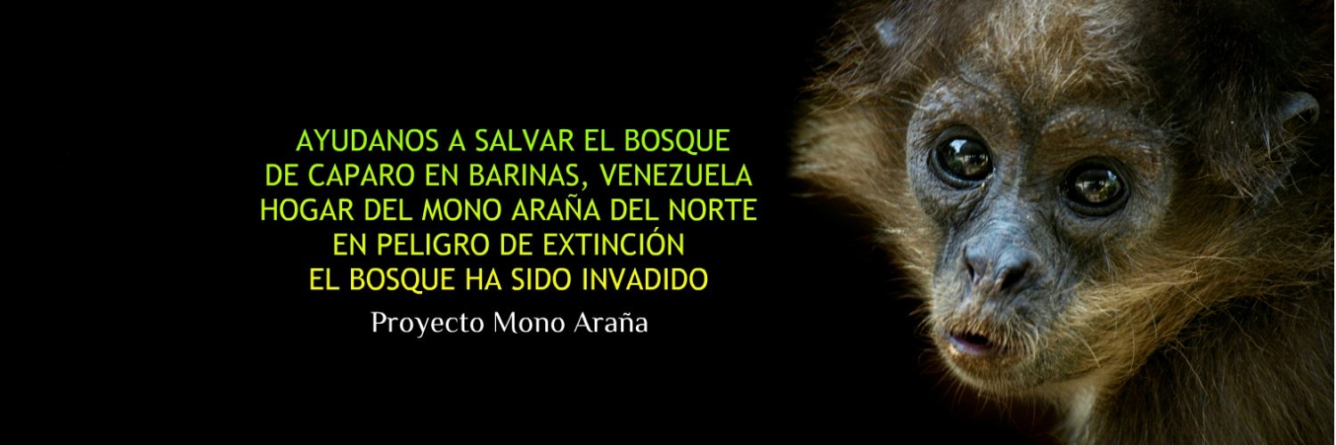 Proyecto Mono Araña banner