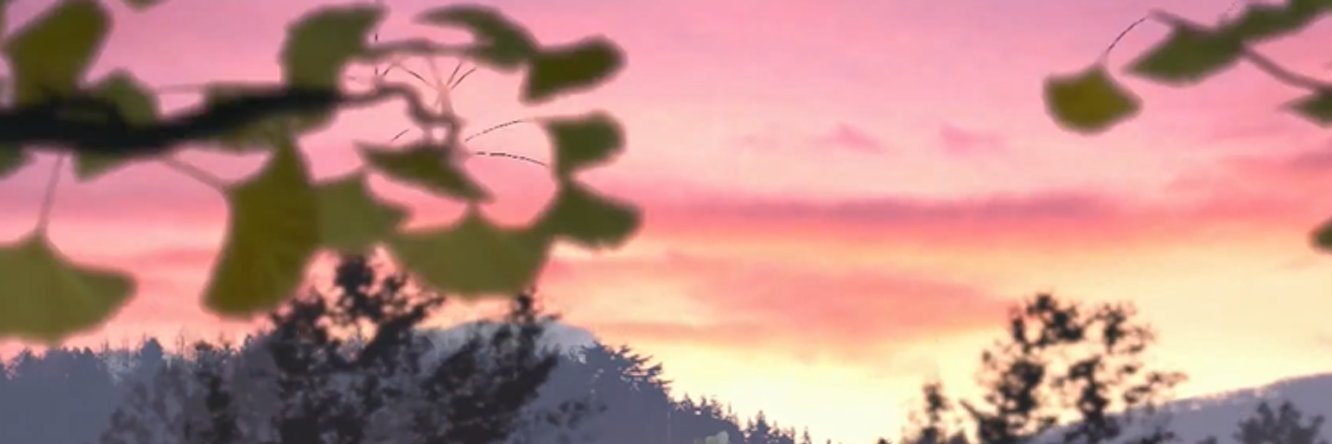 mermentalo.bsky.social banner