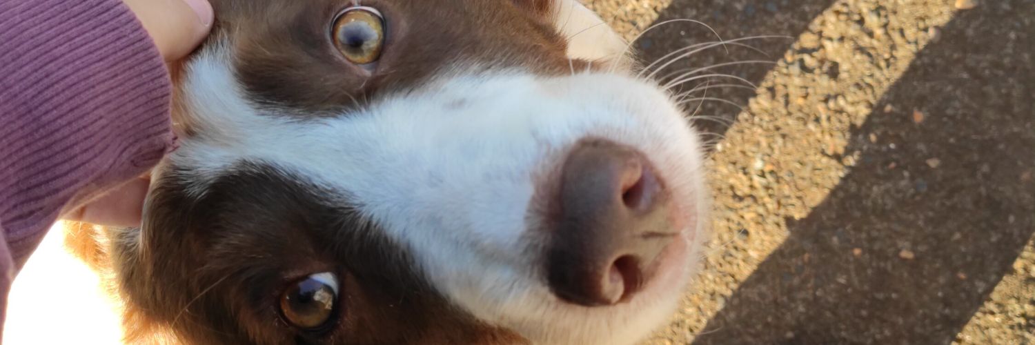 sonekaaa's profile banner image