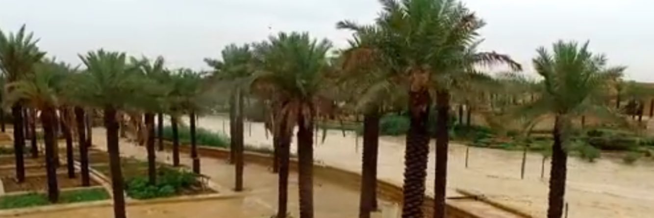 شبيقل شفاينشتايجر banner