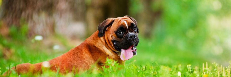 Boxer Fan Club banner