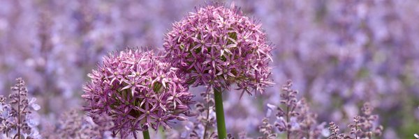 JohnReedPavan Profile Banner