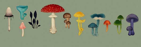 curataceae Profile Banner