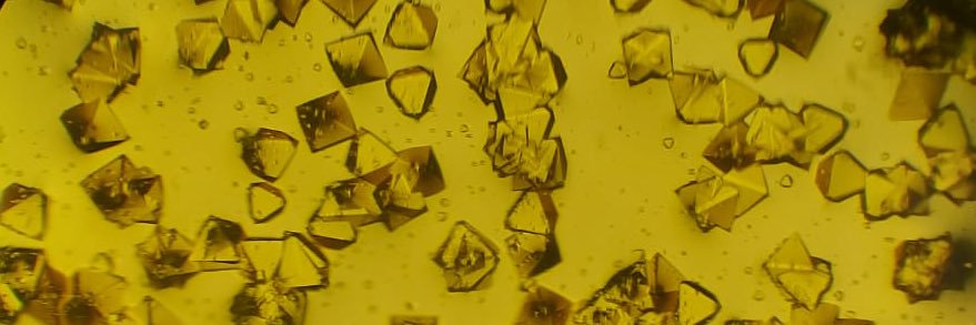 Paulina Noemí banner