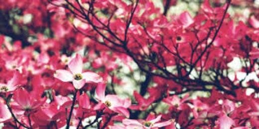RedFlower_22322's profile banner image