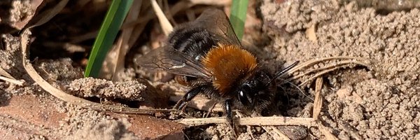 ScotPollinators Profile Banner