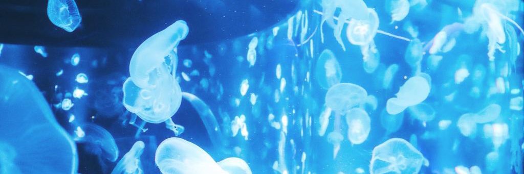 an 🪼's banner