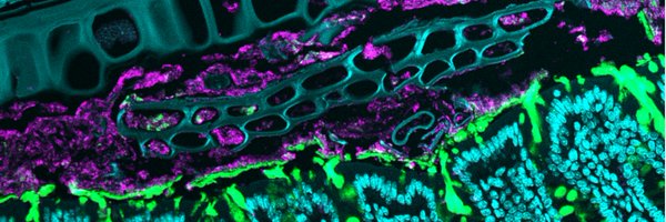 ValdiviaLab Profile Banner