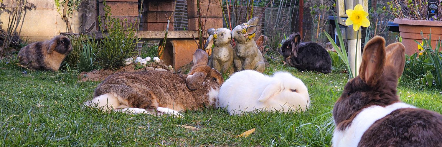 OBDsity | Bunnies in a Bun Dance's banner