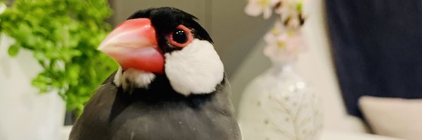 ZOmPnhCVBvM6cfA Profile Banner