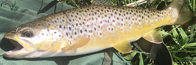 Cane and Pole 🎣🐟🍄 banner