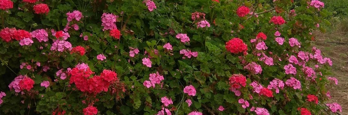 inscanimyaa's profile banner image