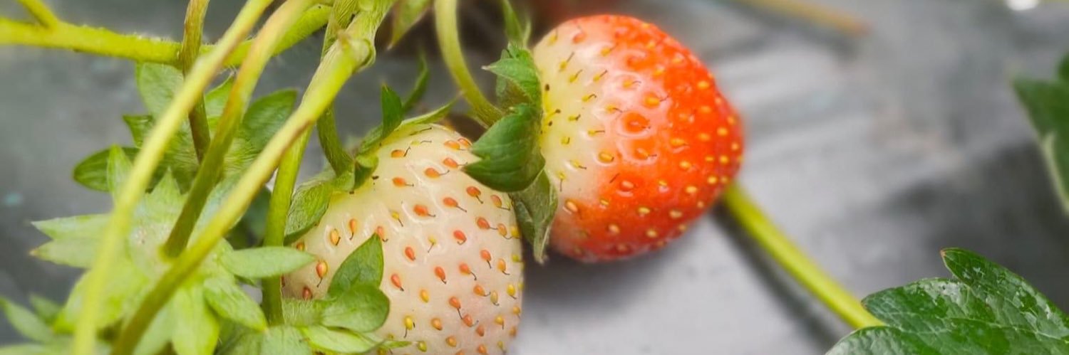 👩🏻‍🌾 ผลไม้ปลอดสารพิษของครอบครัว banner