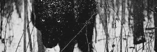 serious_zak's profile banner image