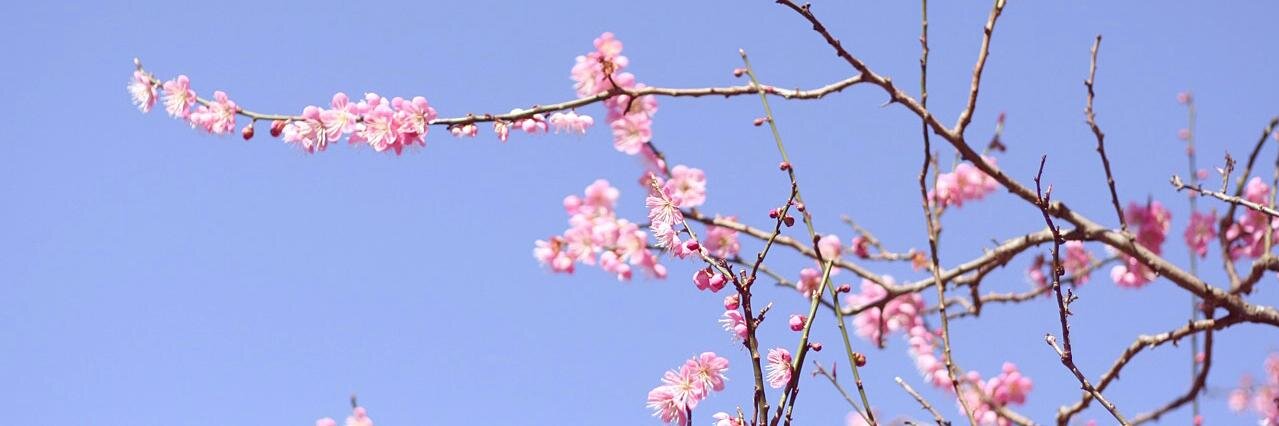 DianeTeall's profile banner image