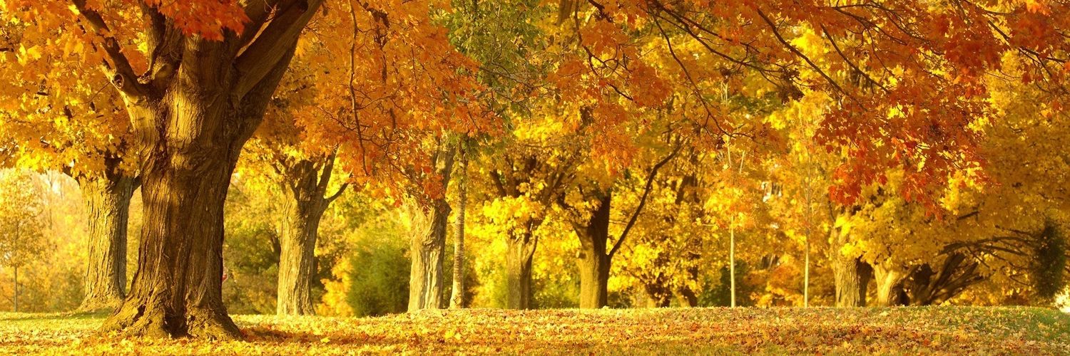 Maggy 🌏Klimaschutz 🕊🌳💚🌻#Habeck4Kanzler🌻 💚's banner