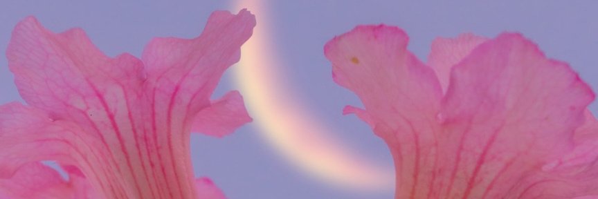 Felicc banner
