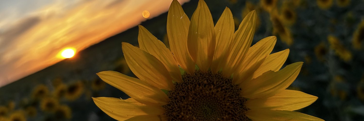 Sandragaleraag's profile banner image