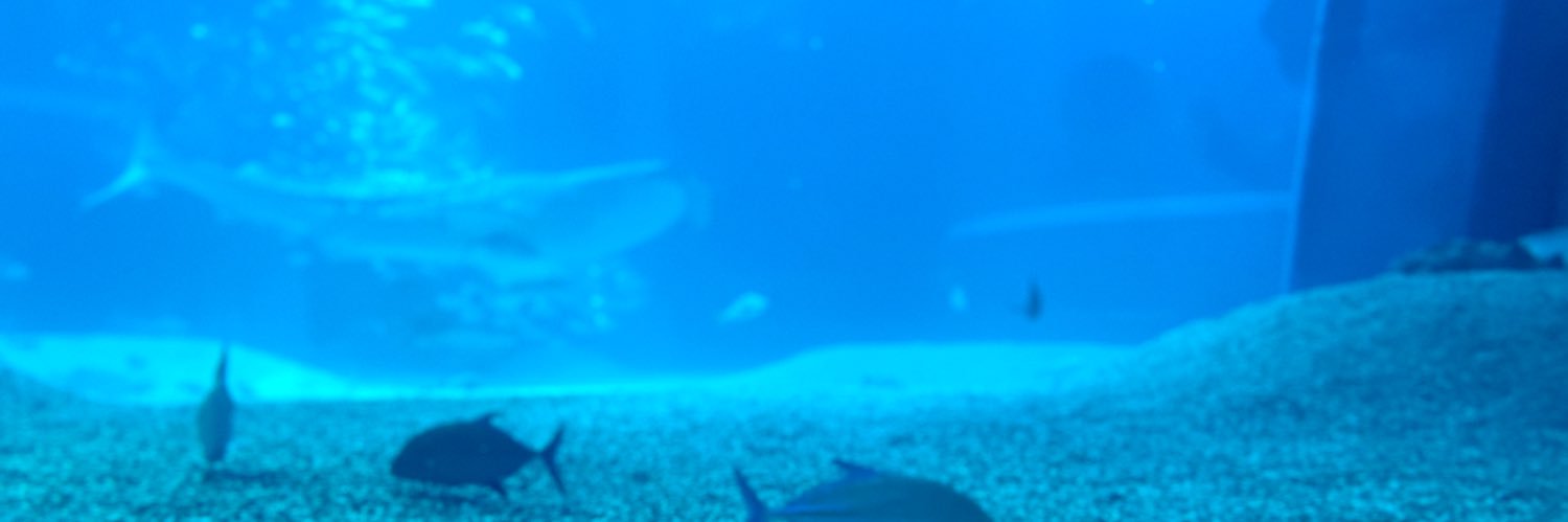 soramaroo's profile banner image