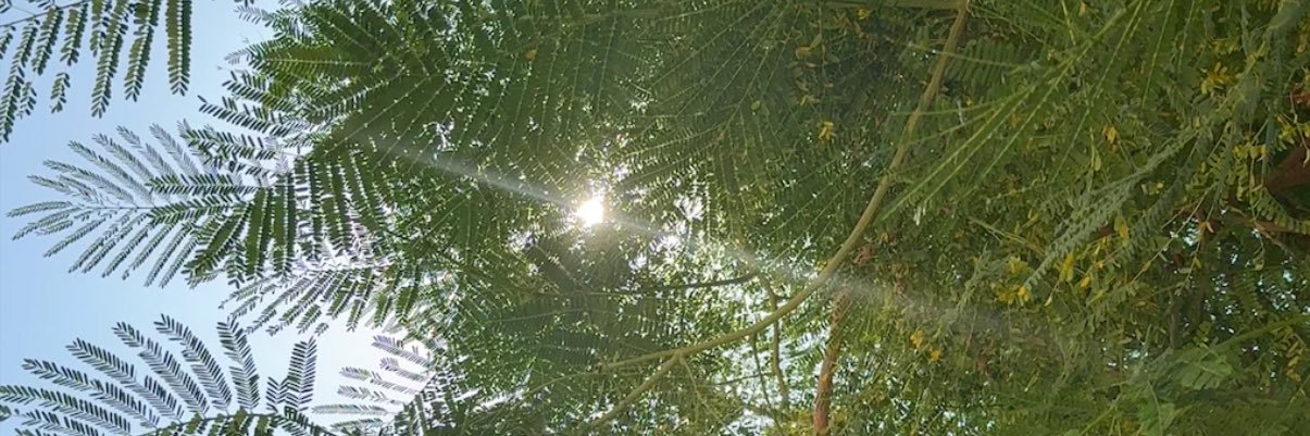 ॱଳ͘🕸️ banner