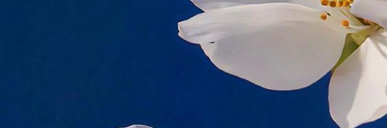 daqwueen's profile banner image