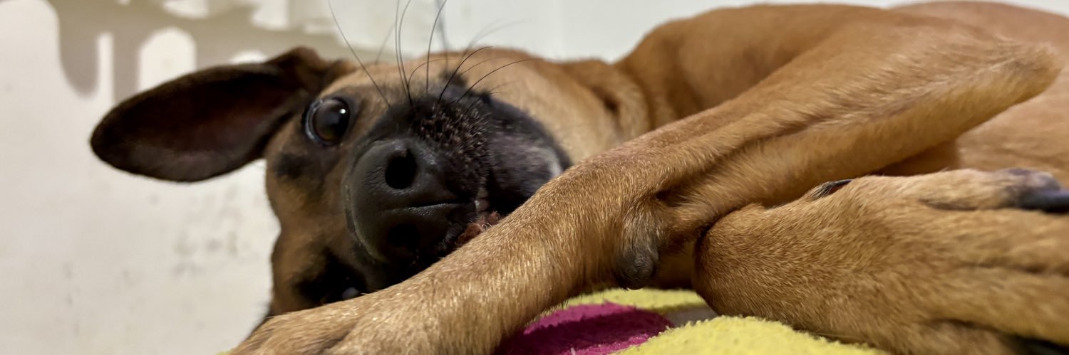 Valen Golindano🌸 banner