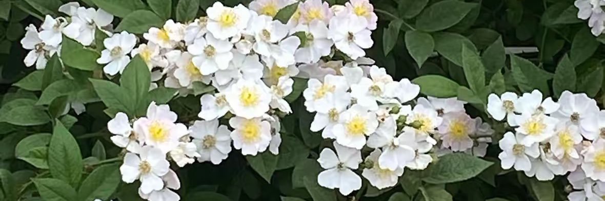 likes banner