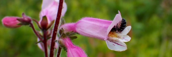 TrinityDepatie Profile Banner