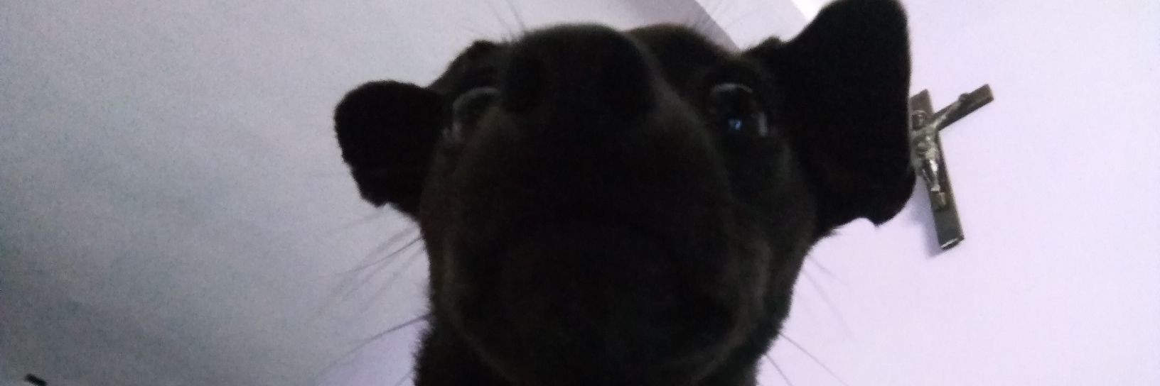 zelubar's profile banner image