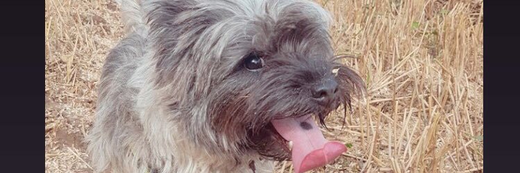 TheeQuag's profile banner image