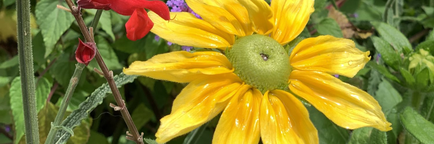 StaceyReardon's profile banner image
