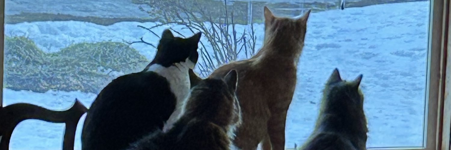 cheese 🐈🇺🇸 banner