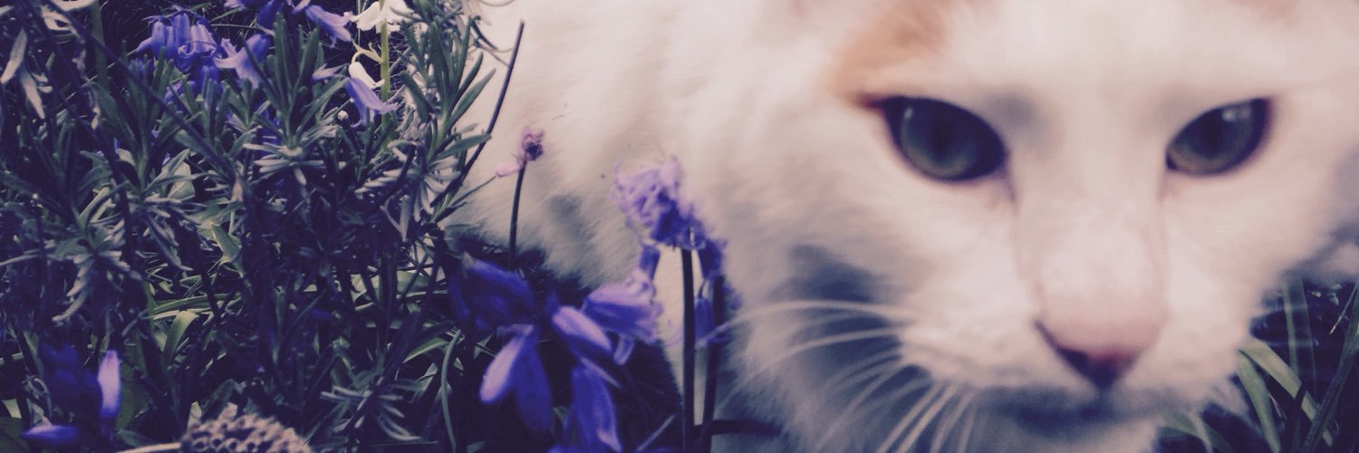 _aIiya's profile banner image
