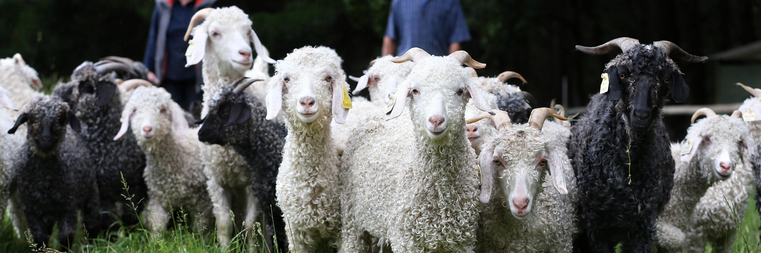 theweeklytimes's profile banner image