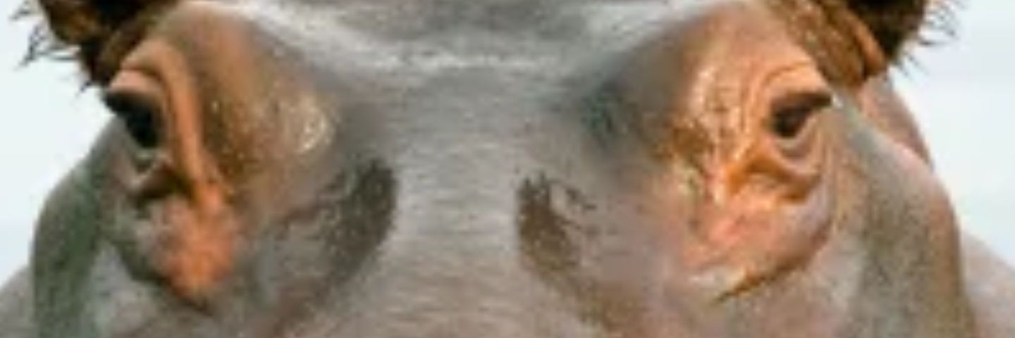 warsalmon's profile banner image