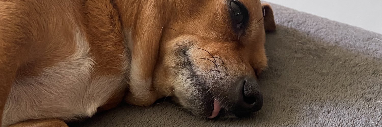 rockrobsterr's profile banner image