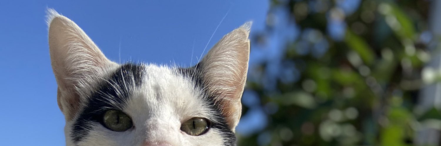 filizztemel's profile banner image