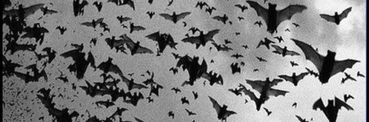 sal 🦇 banner