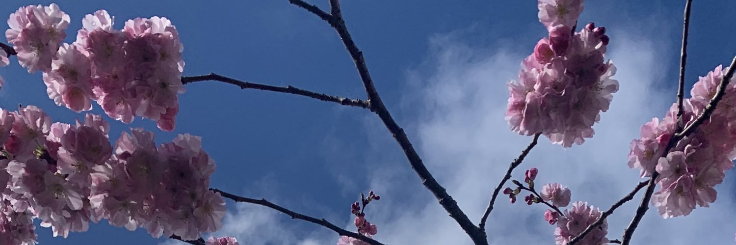 zeeFpea's profile banner image