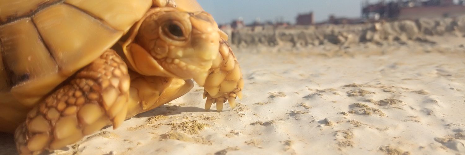 mohelal22's profile banner image